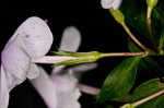 Alabama phlox